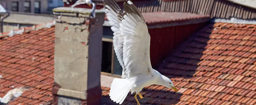Residential Chimney Animal Removal Solution in Arcata, CA