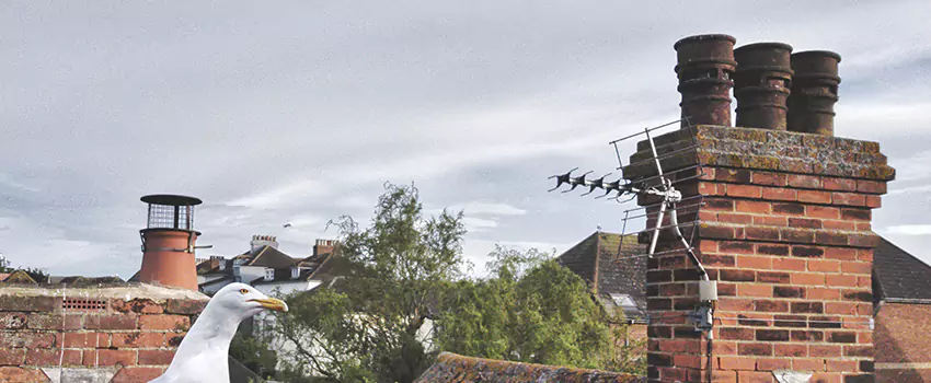 Chimney Cleaning And Restoration in Arcata, California